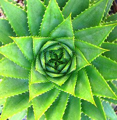 aloe_vera