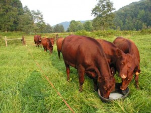 cows