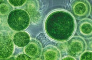 chlorella