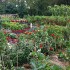 high-yield-vegetable-garden-300 high-yield-vegetable-garden-300