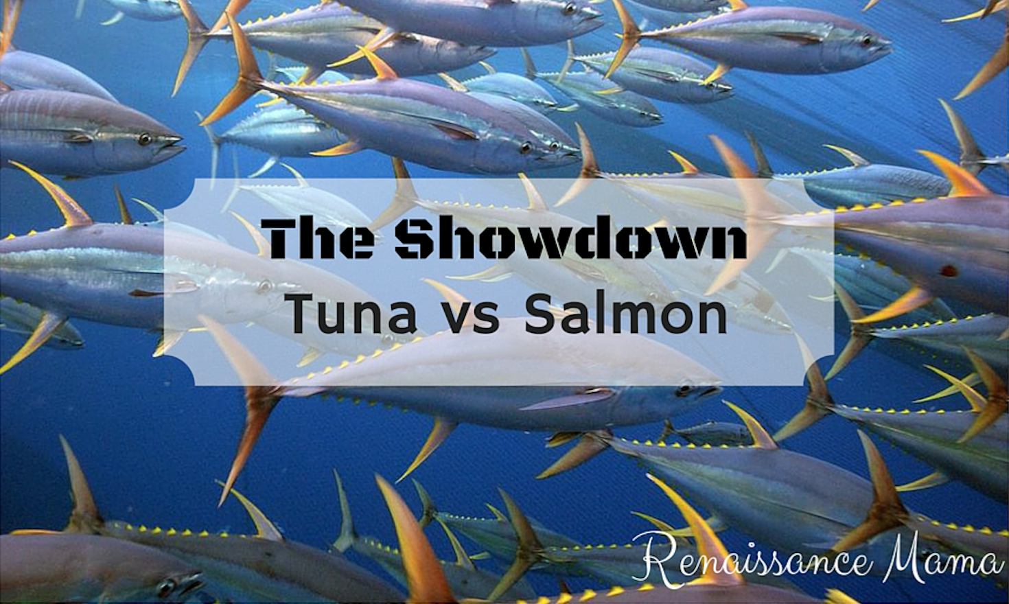 tuna vs salmon