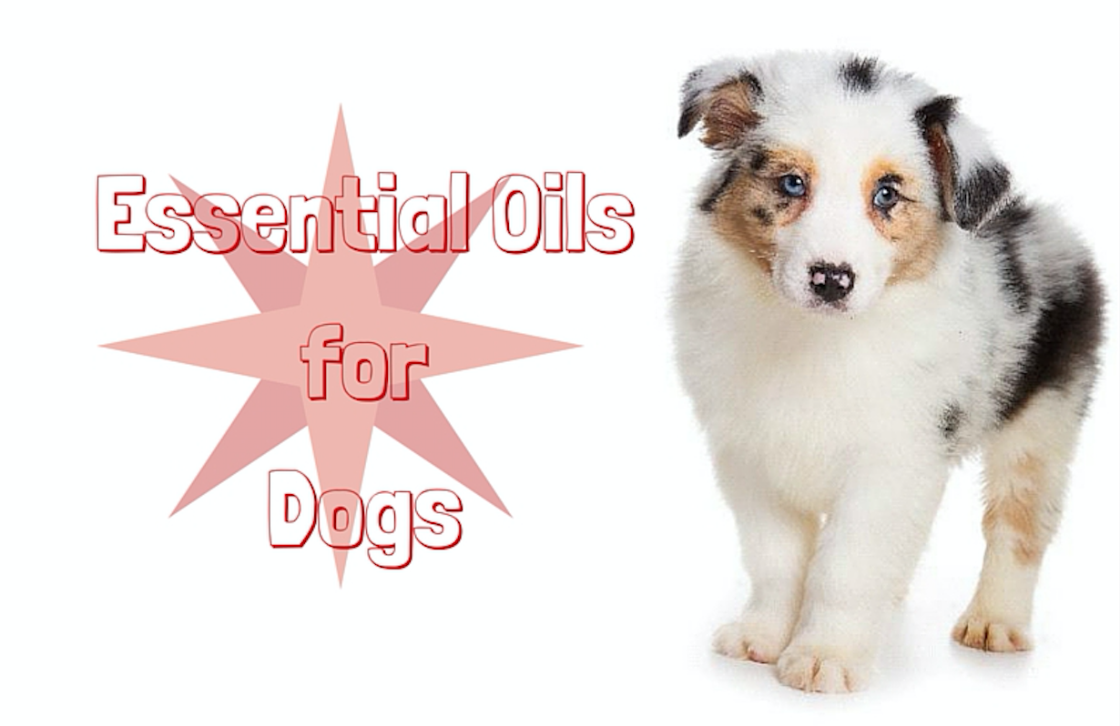 Essential Oils for Dogs